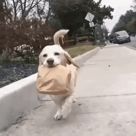 Cachorro carregando o almoço